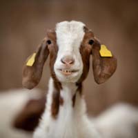 Boer goat @ Fishers Mobile Farm